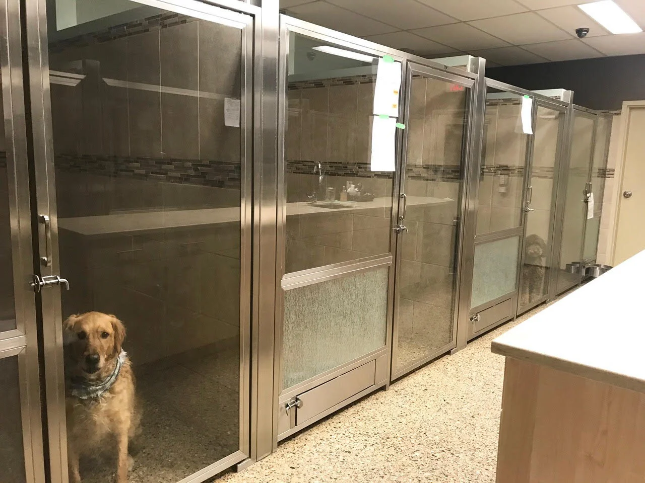 Dog Boarding — The Paw Resort & Wellness Center Pet Grooming, Daycare