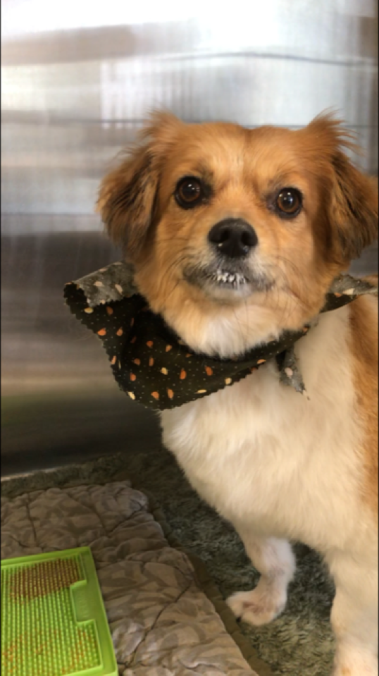 How to Successfully Conduct Puppy Potty Training — The Paw Resort