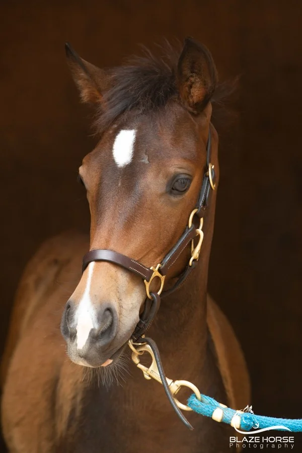 Photo by Blaze Horse Photography .