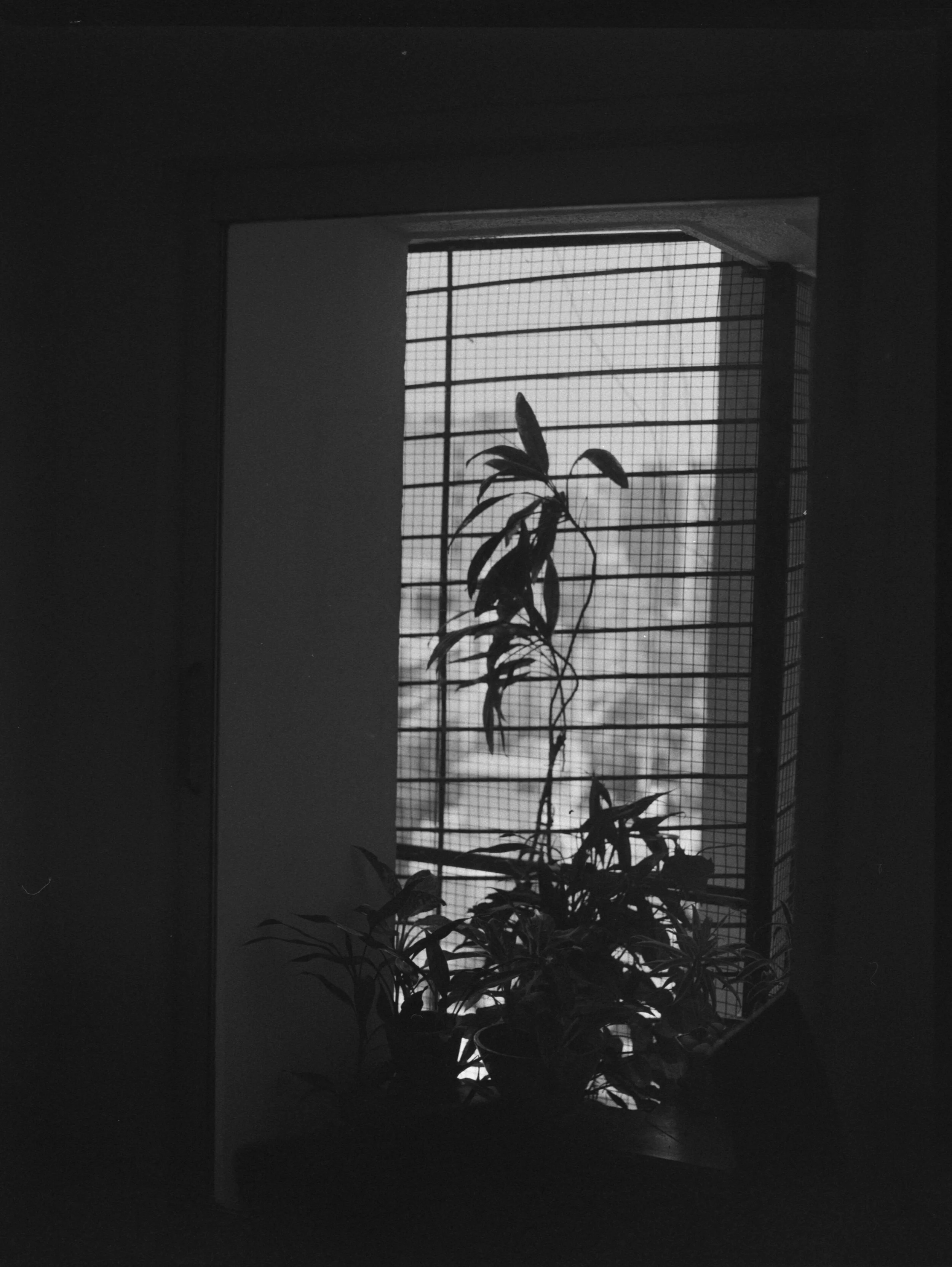 Mumbai_pancro_003.jpg