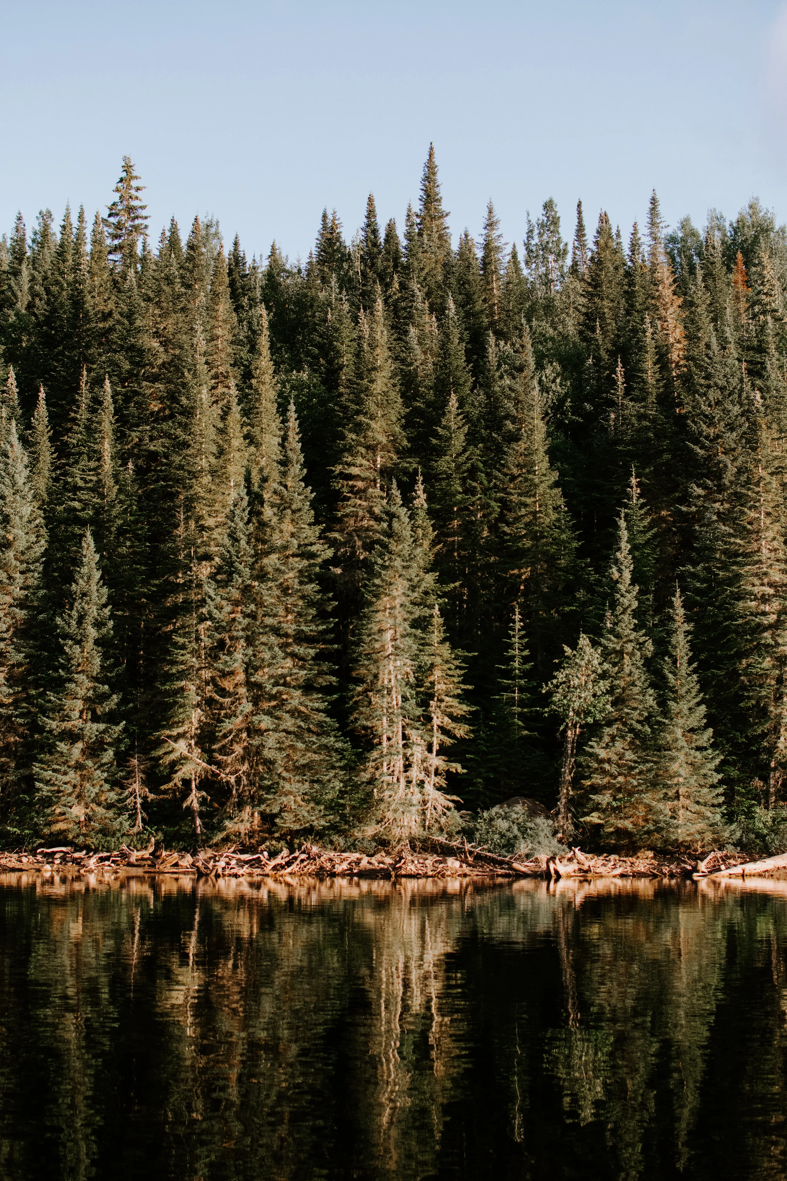 4 Reasons to Take a Forest Bath This Month