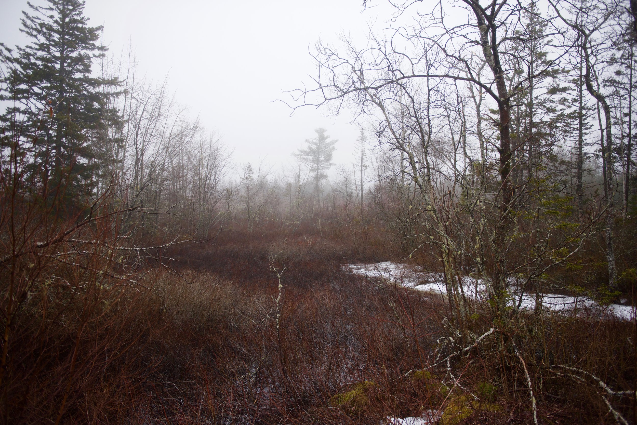 Mysterious woods