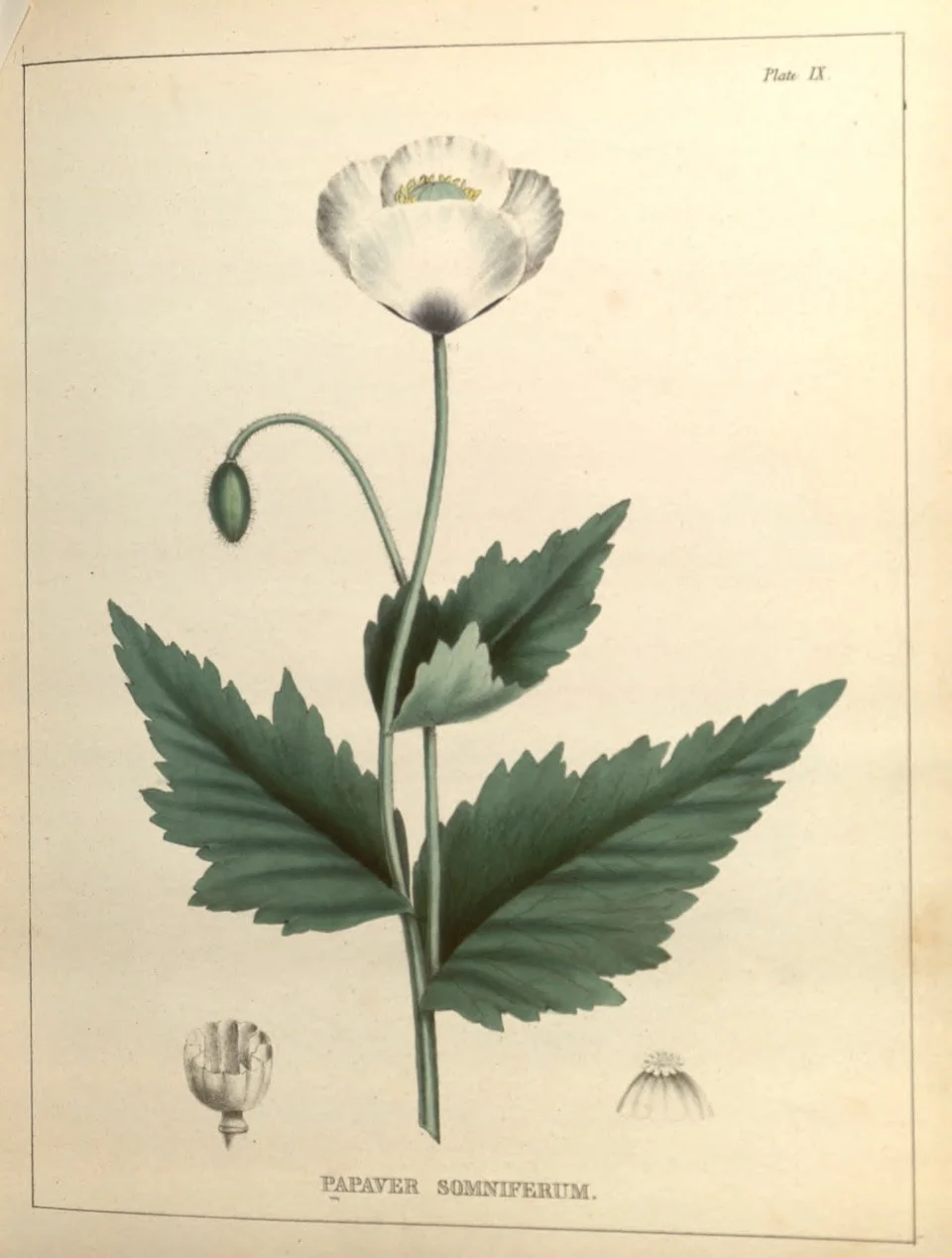 The “Worst Species of Inebriety:” Opiate Addiction in Antebellum NYC