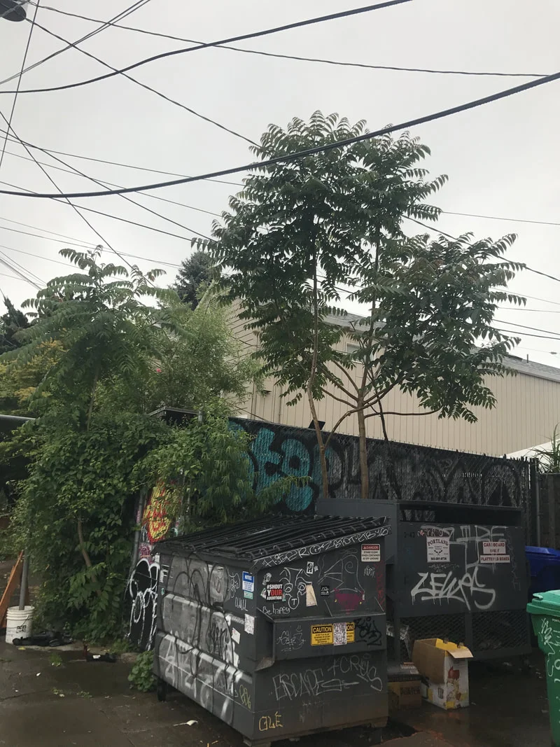 Ailanthus trees in a common habitat in 2017, edging up on a fence among dumpsters and graffiti. Photo: Catherine McNeur.