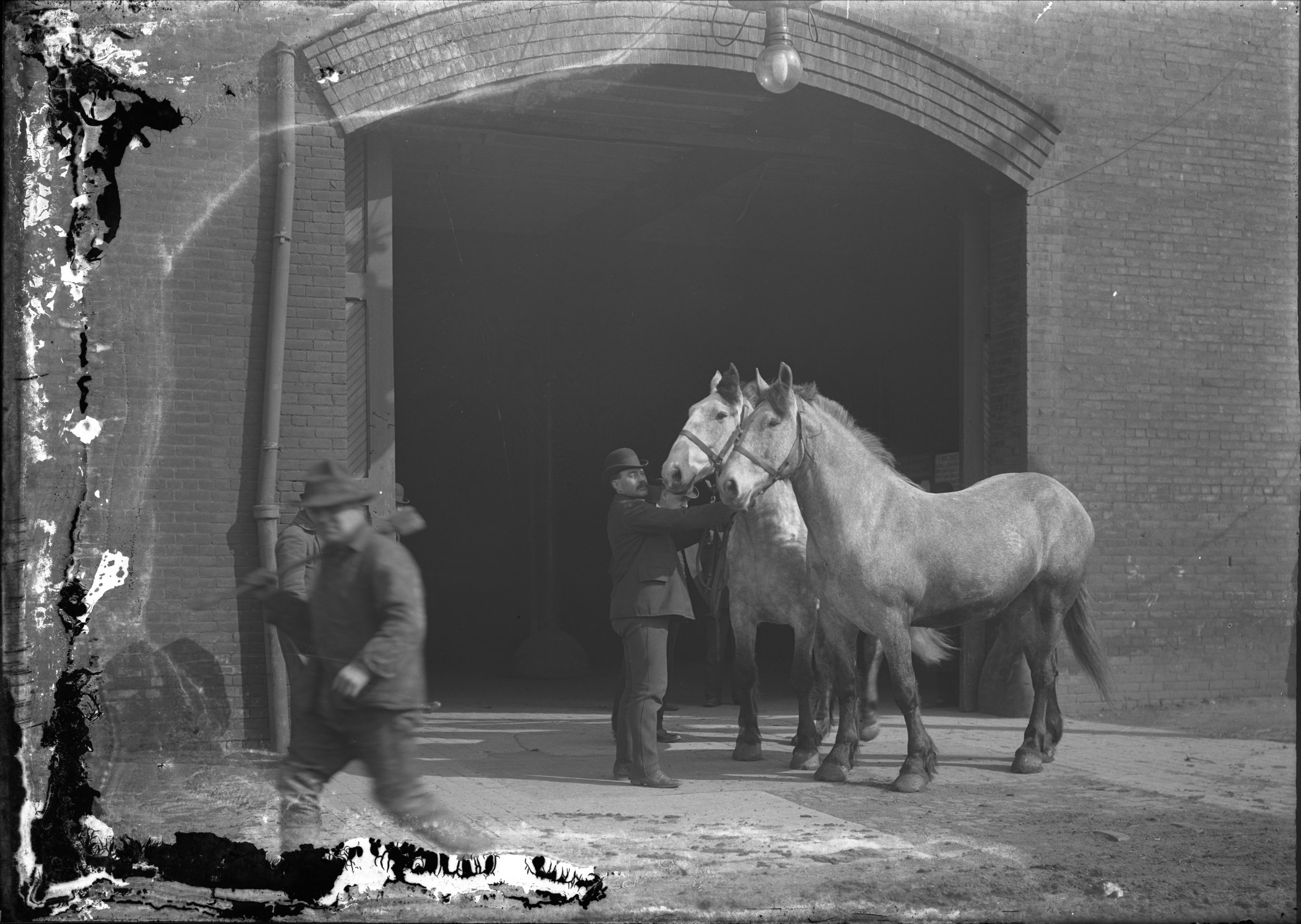  Long Island Express delivery horses, 1904. Hal B. Fullerton Photographs. Courtesy of the Queens Borough Public Library 