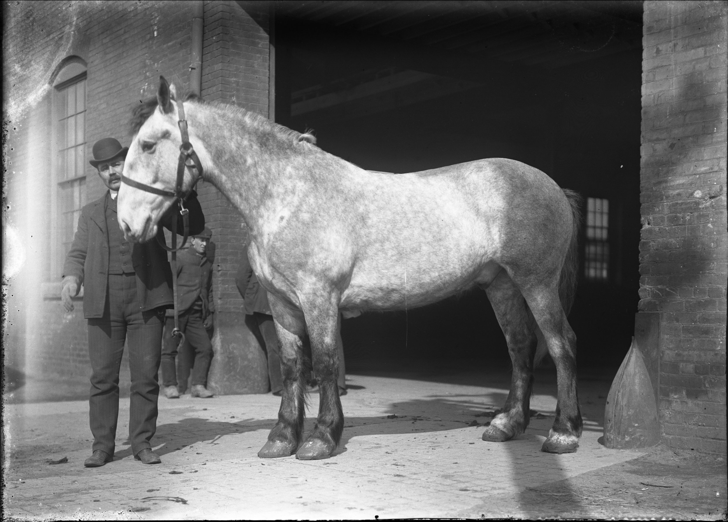  Long Island Express Horse. Hal B. Fullerton, 1904. Courtesy Queens Borough Public Library. 