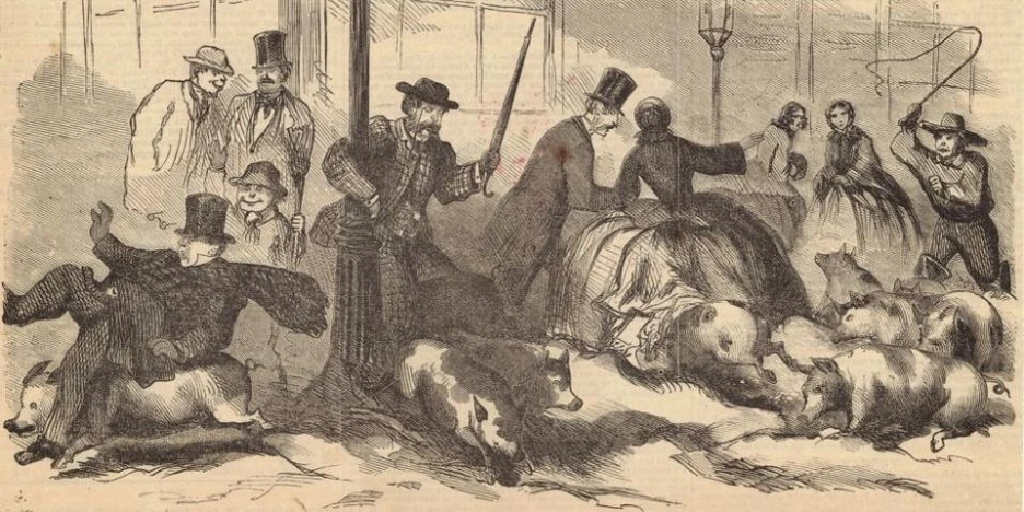 The Pigs of The City of New York: 1624-1895