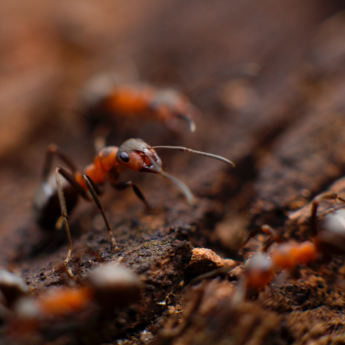 Who pays for bugs?