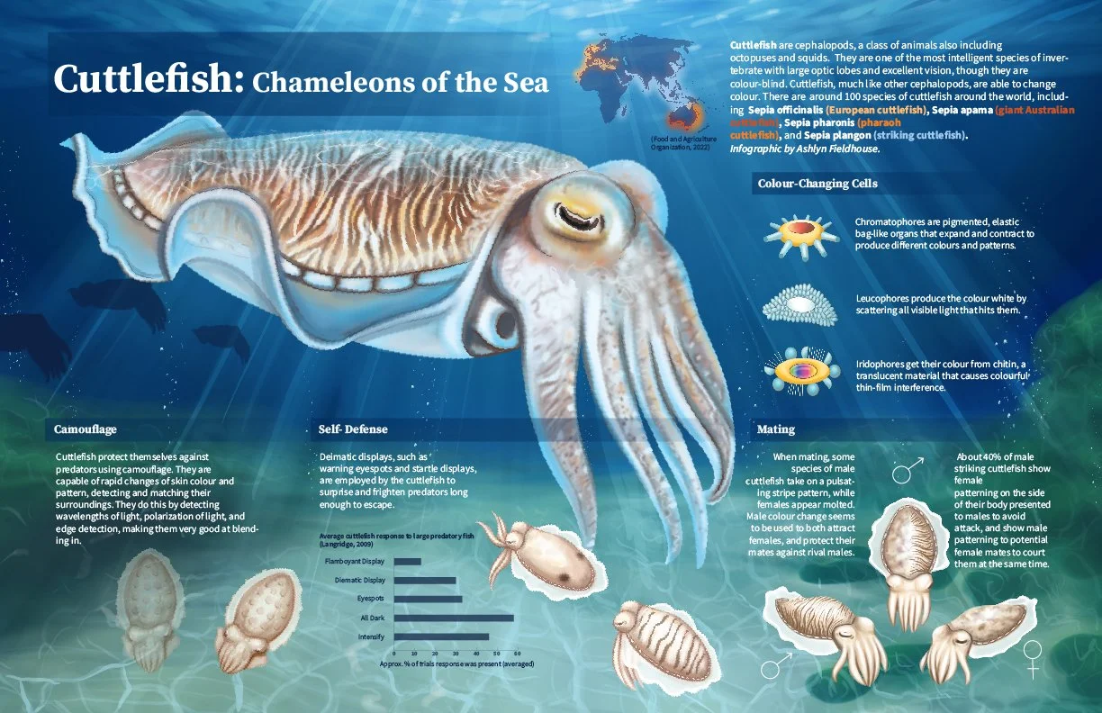 Cuttlefish Infographic