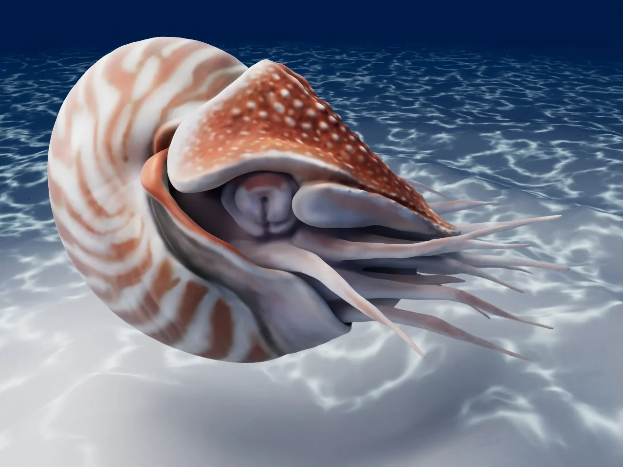 Chambered Nautilus