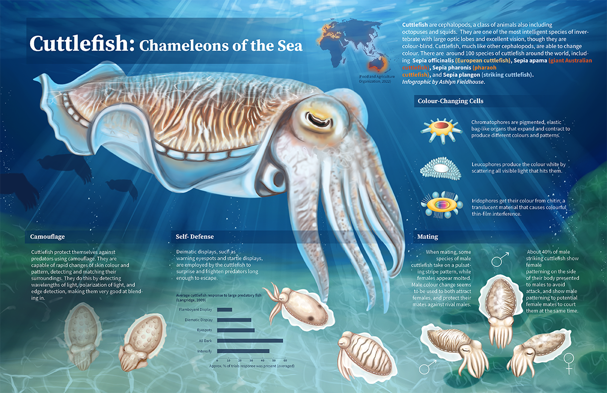 Cuttlefish Diagram Labeled