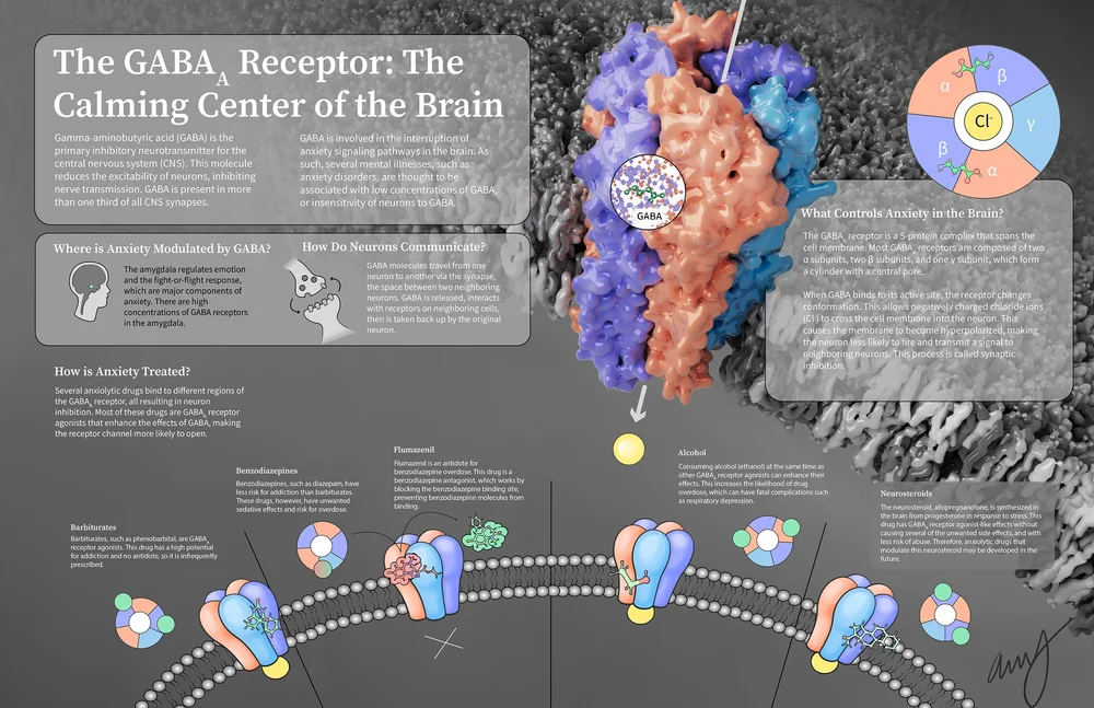 The GABA-A Receptor — Ashlyn Fieldhouse