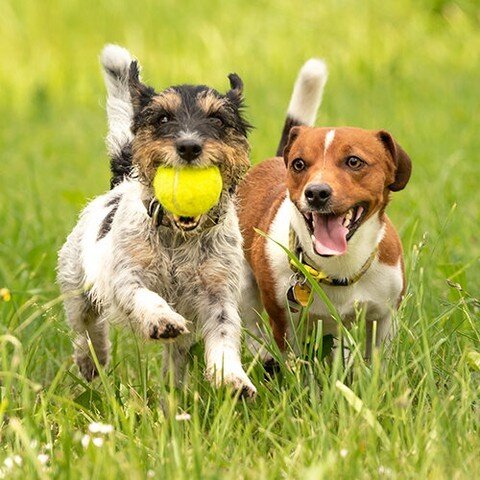How does your dog's age factor into off-leash play?!
🐕 Puppies need positive socialization the first 5 months, so ensure play is safe &amp; fun for them to grow into health, stress-free dogs! 
🐕 older dogs prefer off-leash play for shorter amounts 