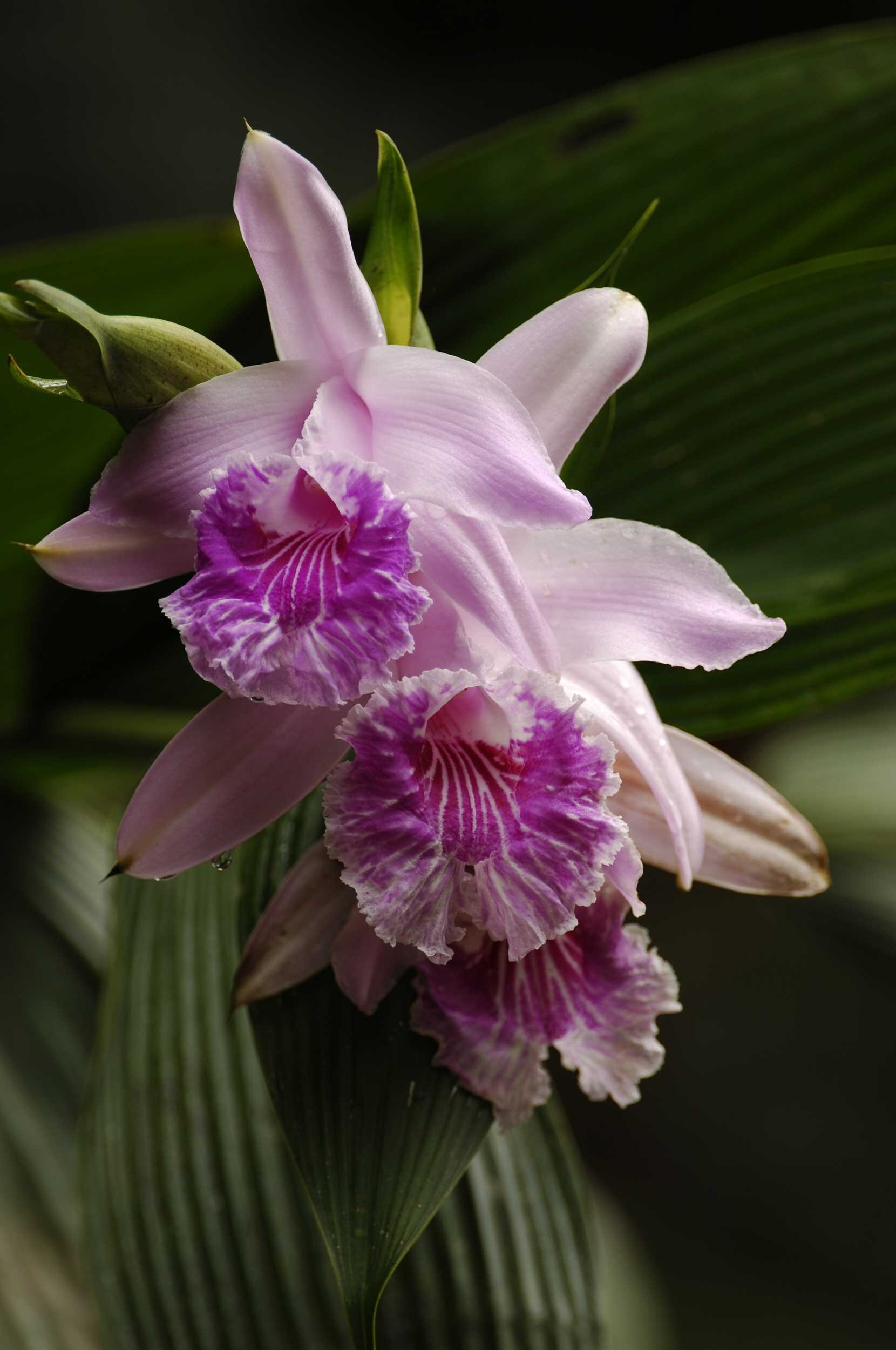 orquidea-banos-ecuador.jpg