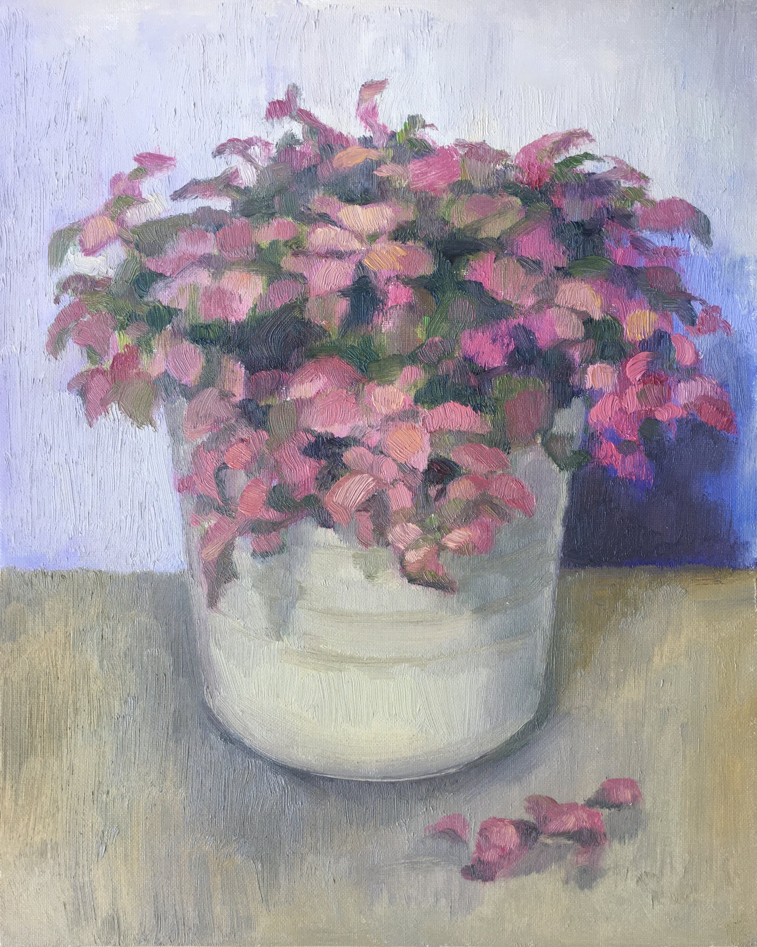 Fittonia verschaffeltii pink - SOLD