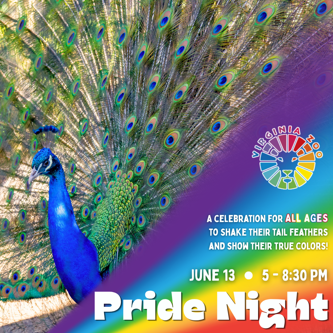 Pride Night at the Zoo