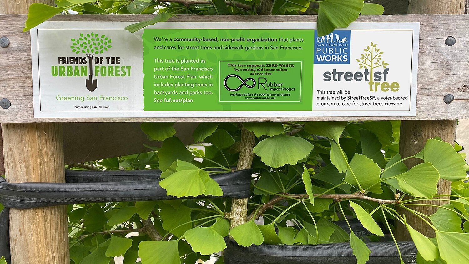 Tree signage promotes partnership of Friends of the Urban Forest and the Rubber Impact Project