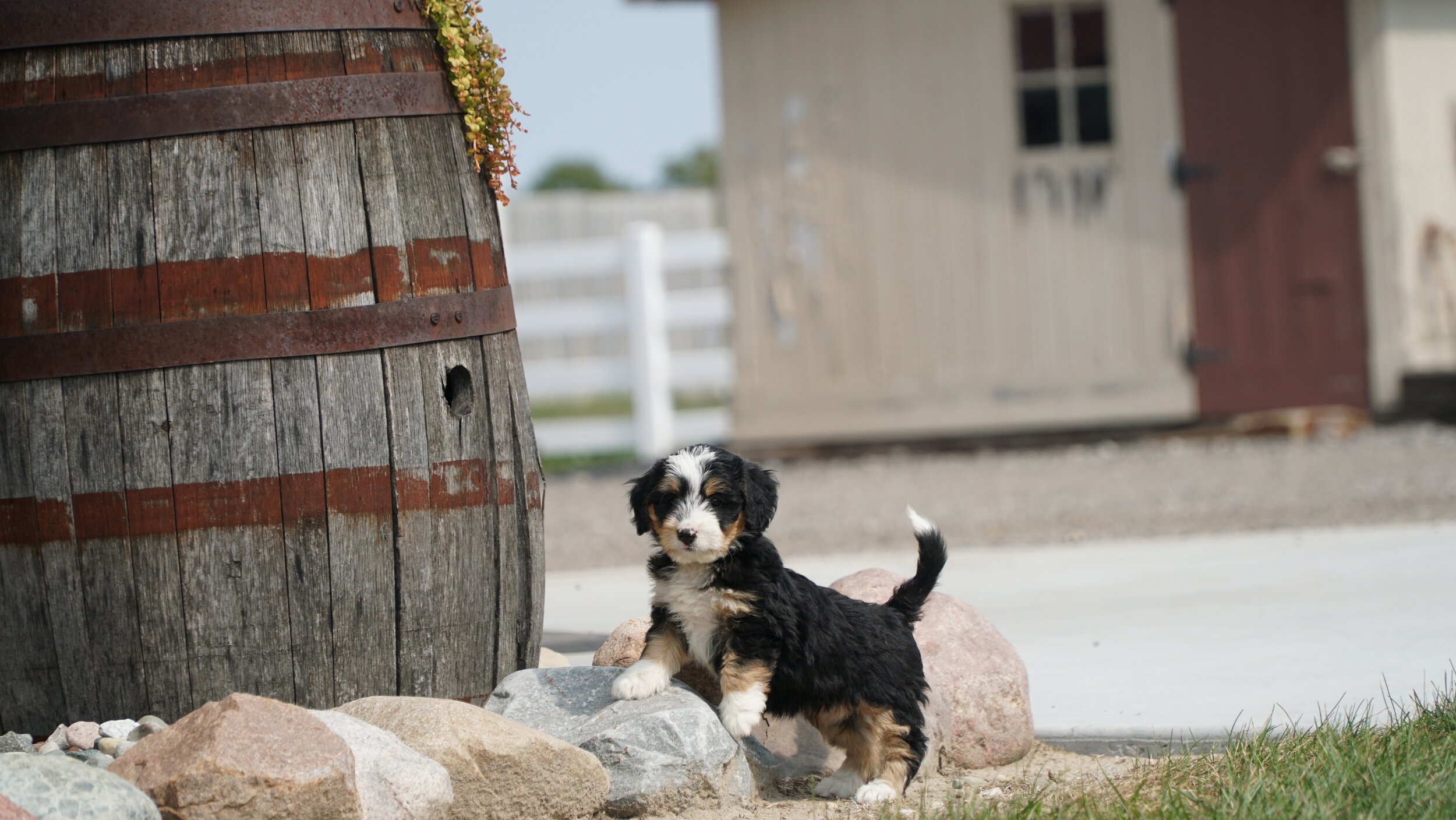  Bernedoodle puppies 