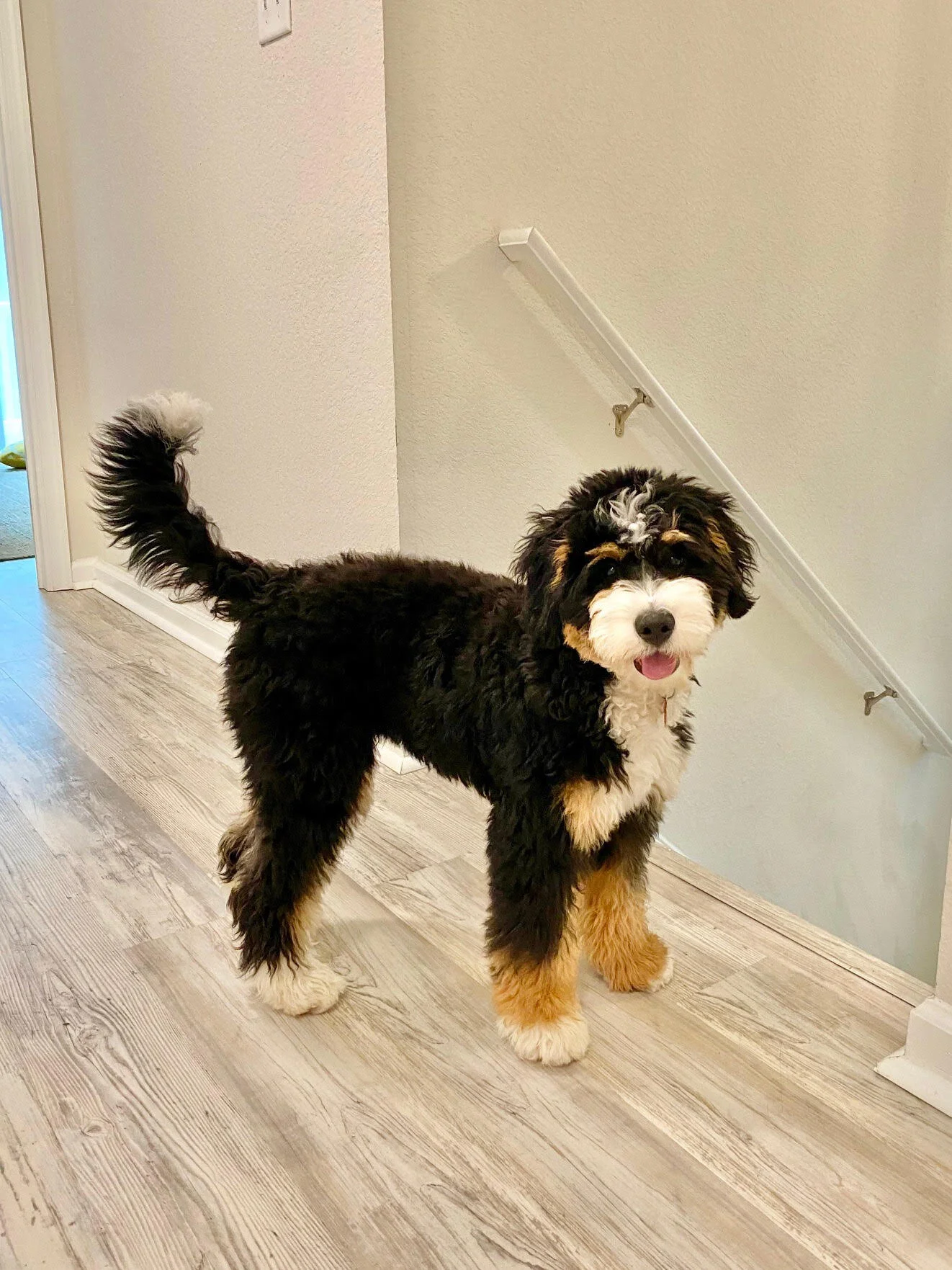 How Big Do Mini Bernedoodles Get