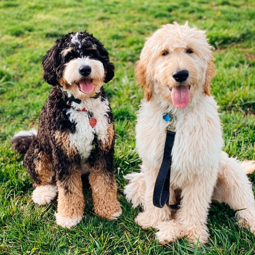 Bernedoodle Puppies Southern Indiana / Mini Bernedoodle Goldendoodle Breeder Central Illinois