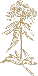 Rosemary.png