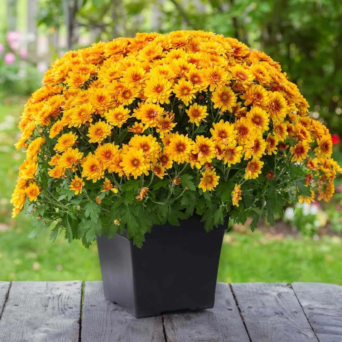 Flower Sale