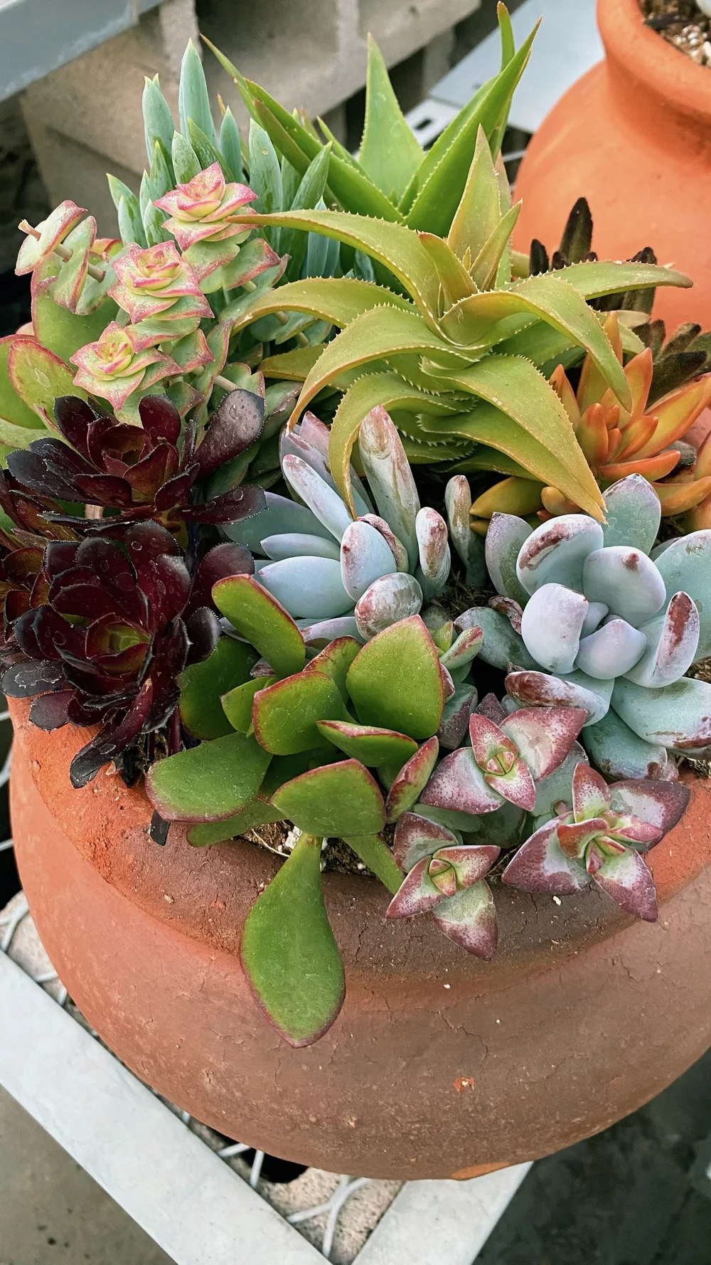 succulents.JPG