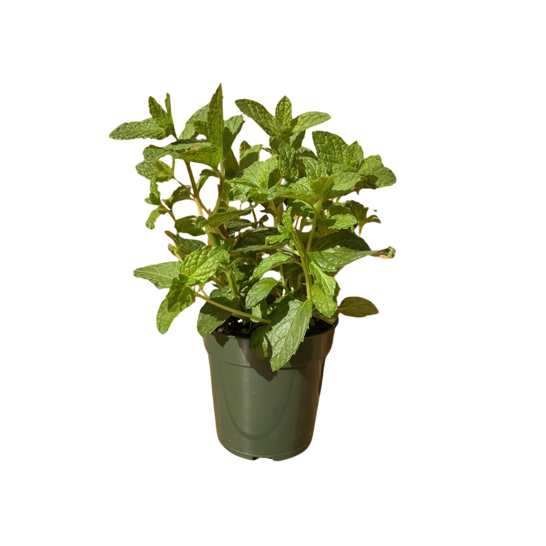 Mint Plant, Inside 4" Nursery Pot, Spearmint