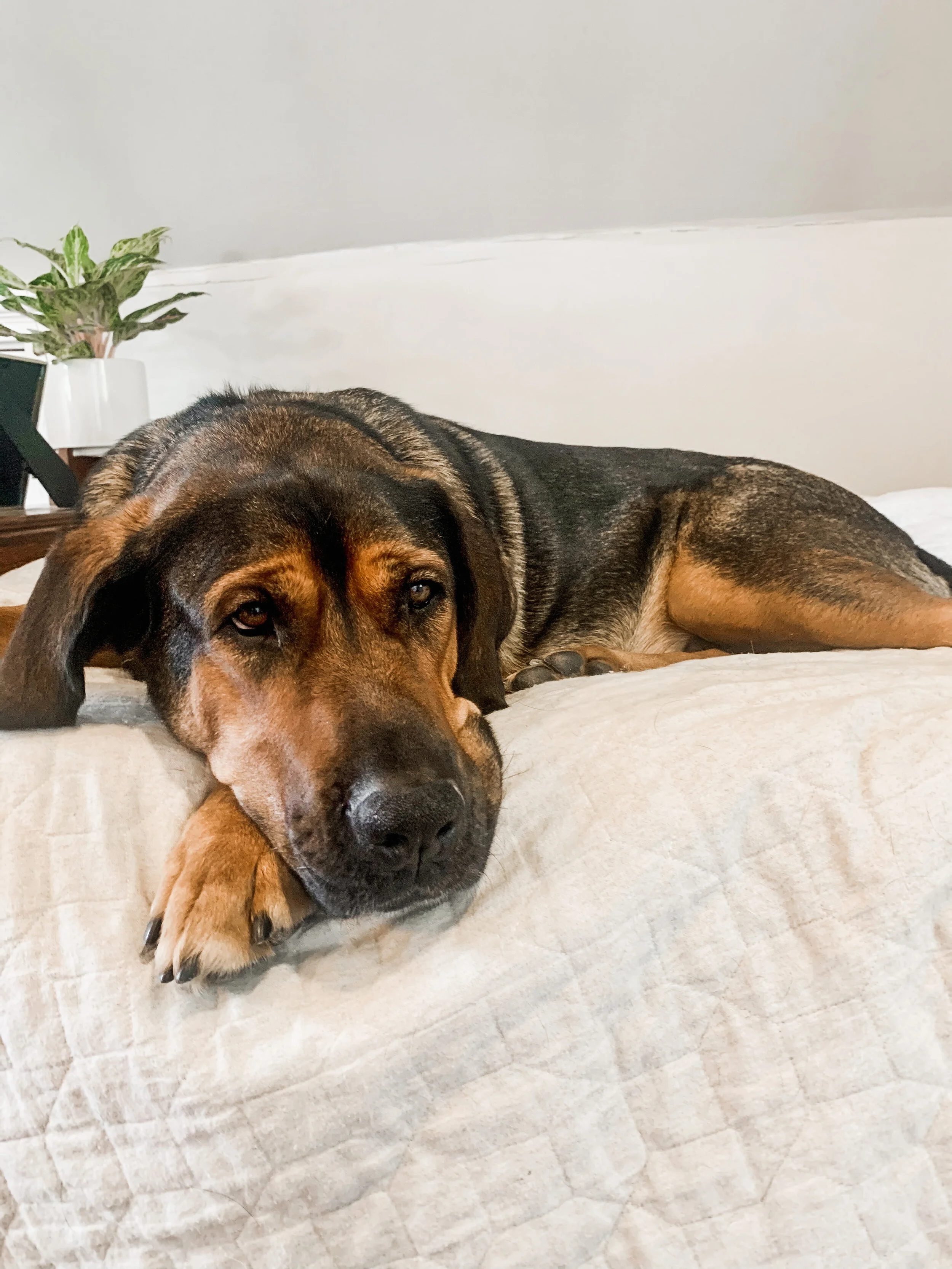 A not so rare sighting of my trusty sidekick, Bubba, in front of the camera (always acting natural).