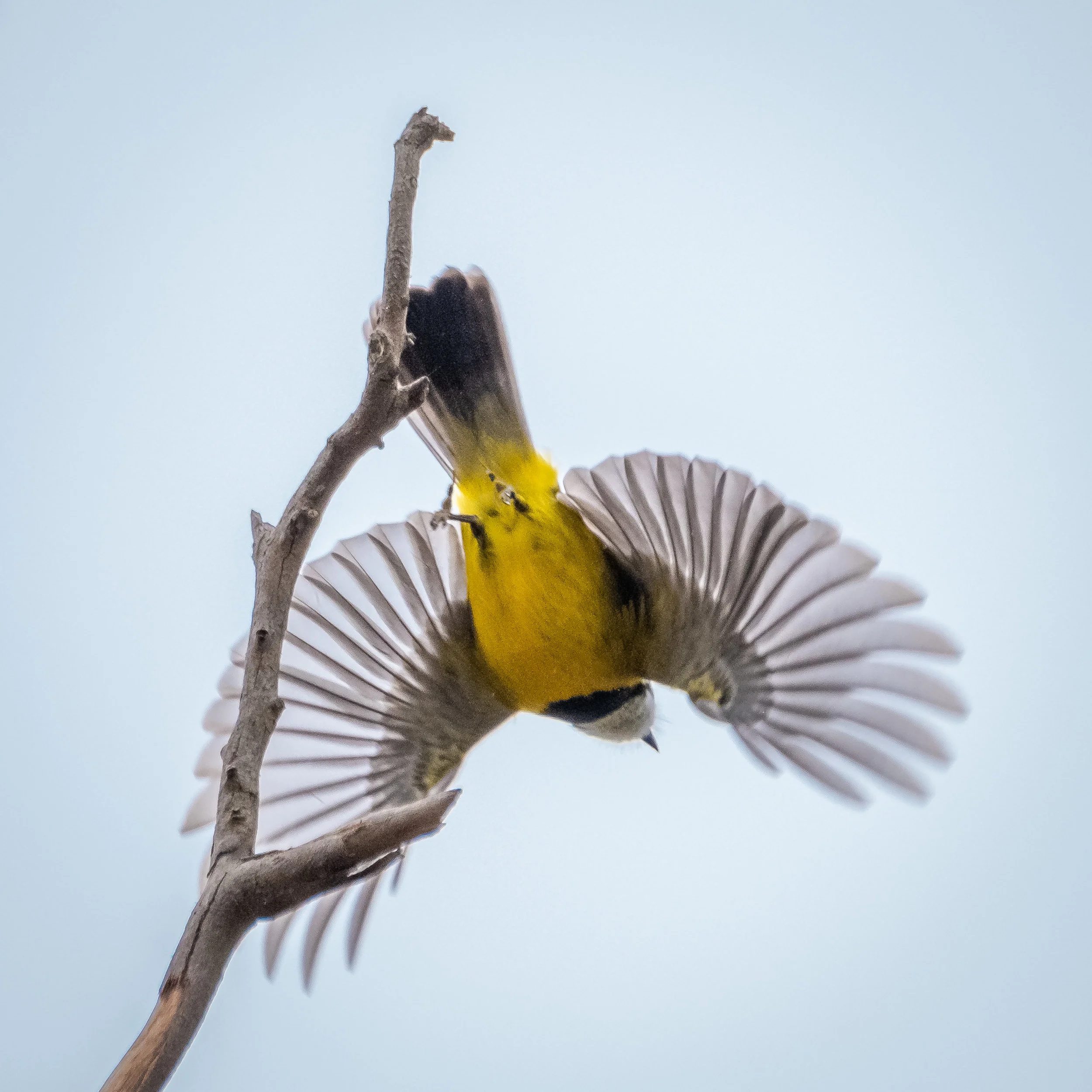 Golden Whistler