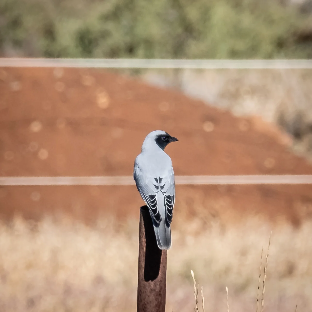Black-faced cuckoo-shrike