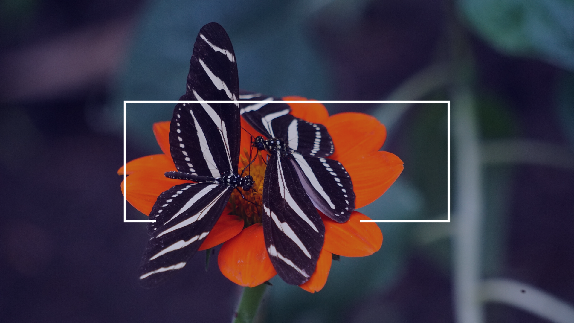 Part 2: I Have Been Completely Changed