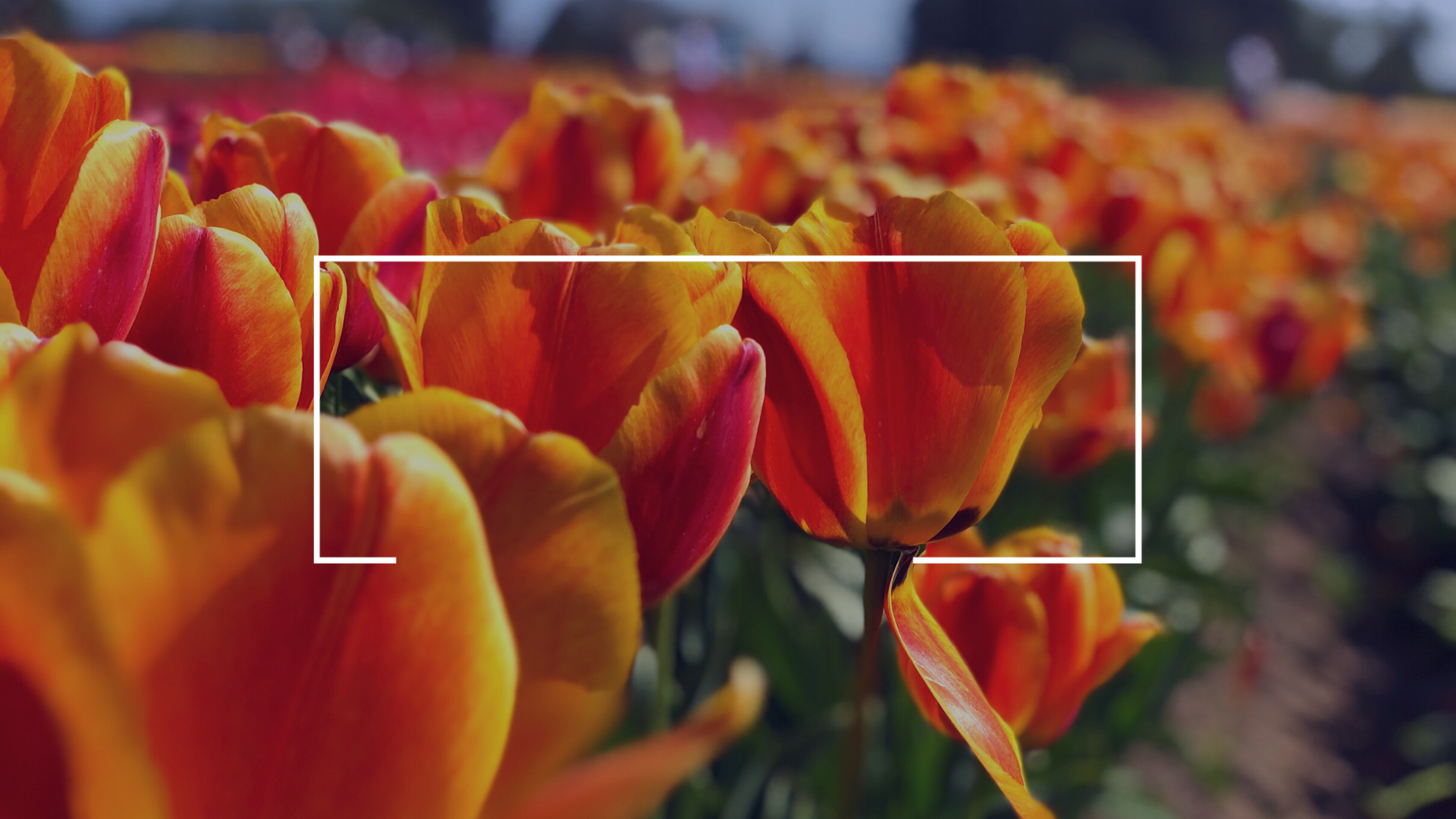 Part 4: I Am Being Continually Renewed 