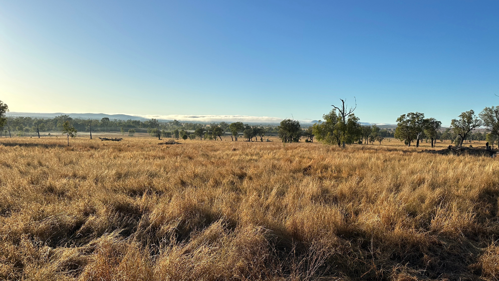  Photo: Demonstration site Tarramba, Queensland  