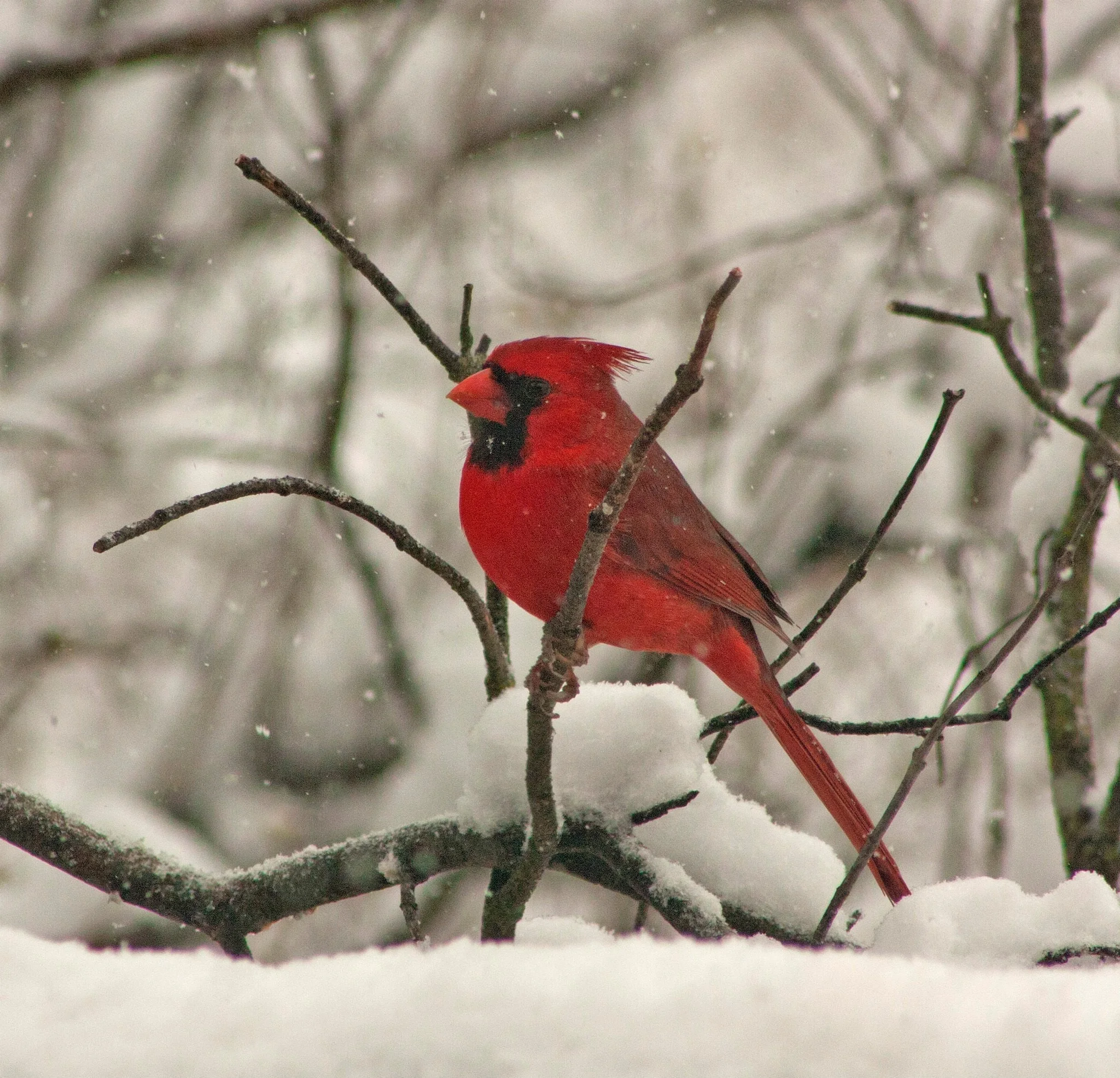 The cardinal sings because it must