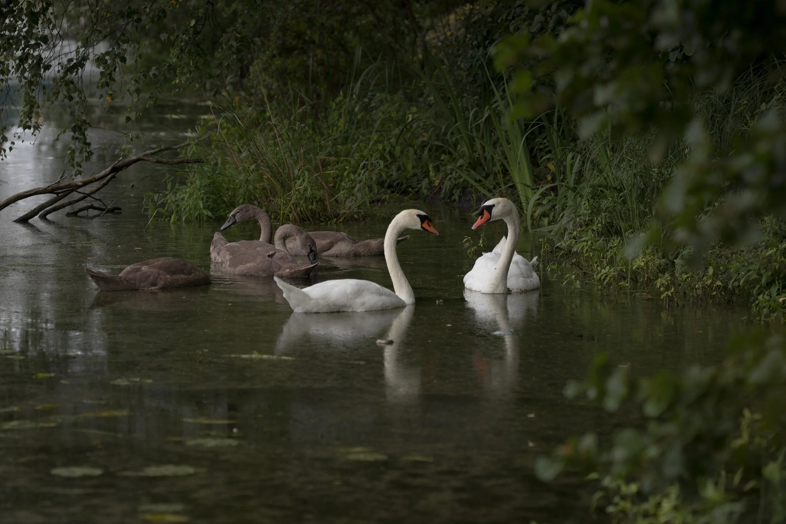 Trumpeter Swan