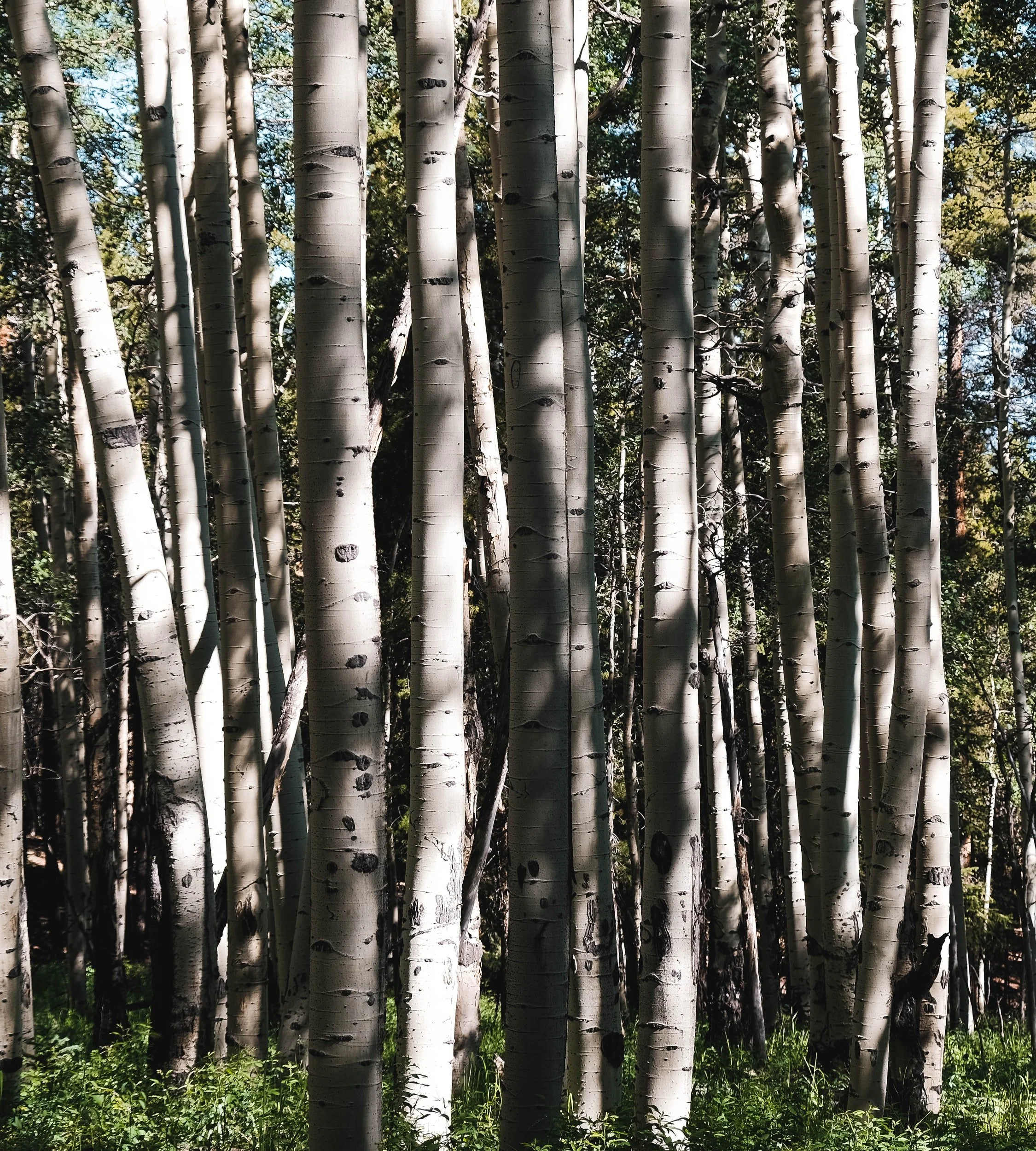 The Multiple Silence of Trees