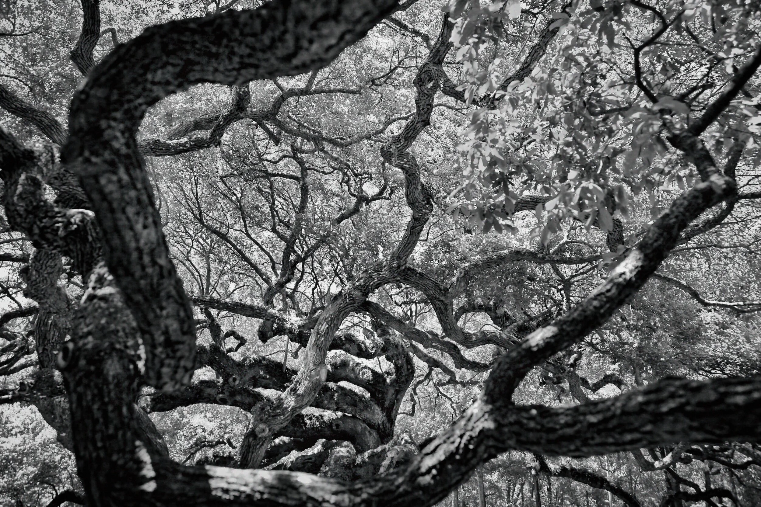 The transformation of memories