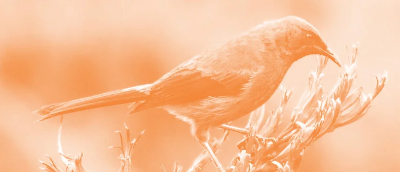 Feel like a kōrero?