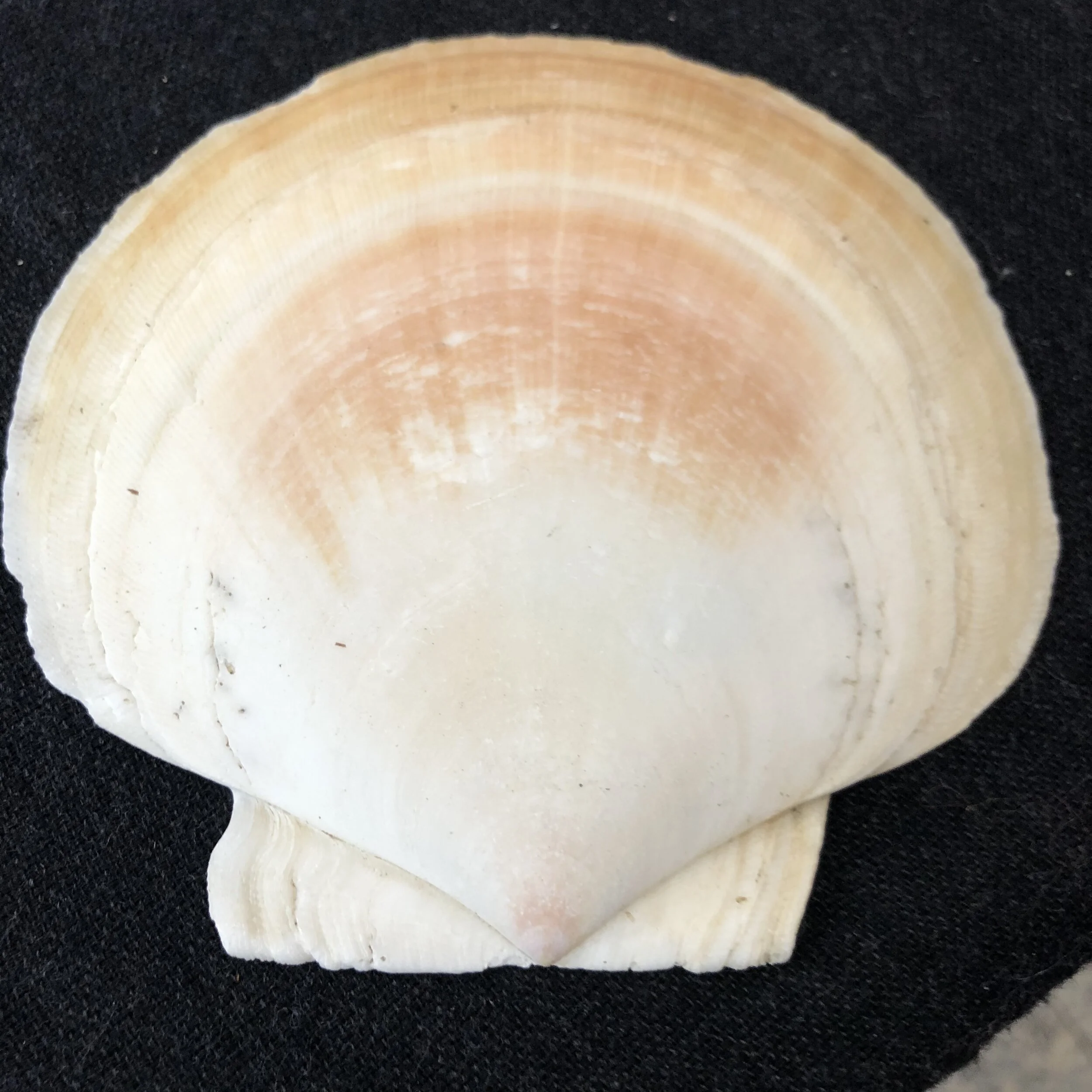 AFE01308-DD77-412F-BA45-02A2BE79449B