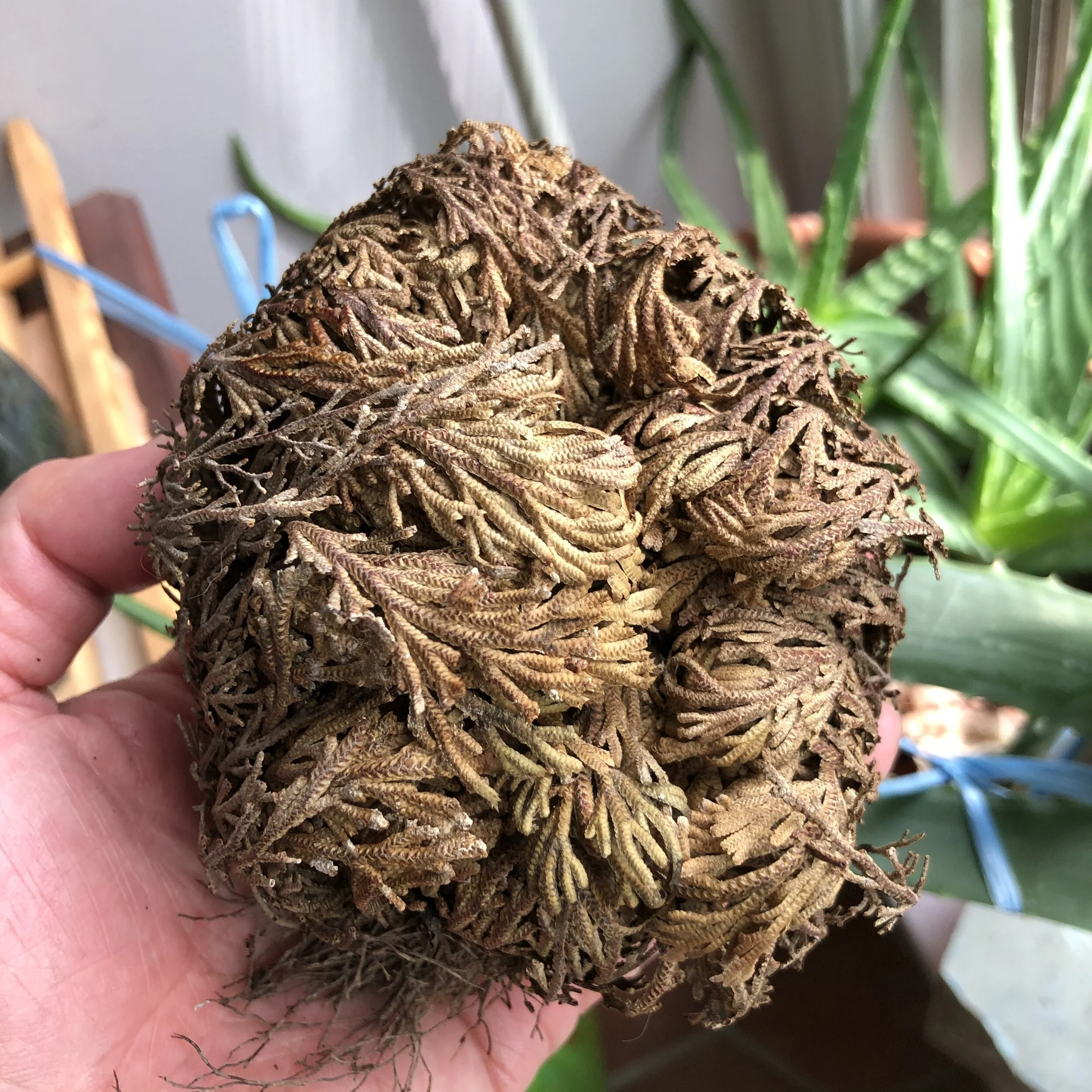 4E7C2FA6-613A-4078-A99E-2CF8FCA77591