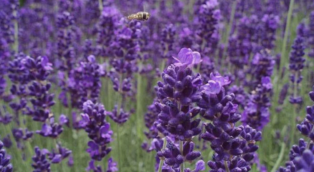 0BB9890D-96E2-4E2D-82B1-7BD9736DBCE9