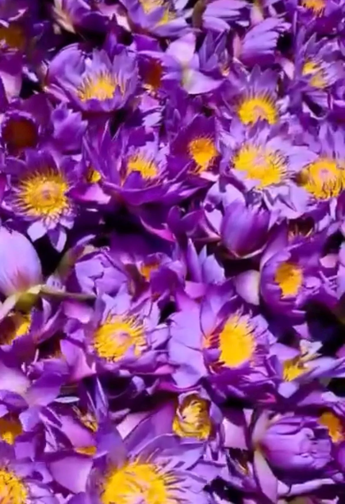 https://i.etsystatic.com/14297145/r/il/146314/7869389087/il_fullxfull.7869389087_4zck.jpg