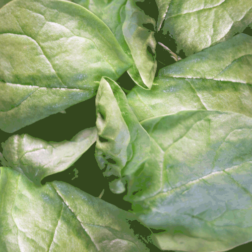 Spinach_GIF.gif