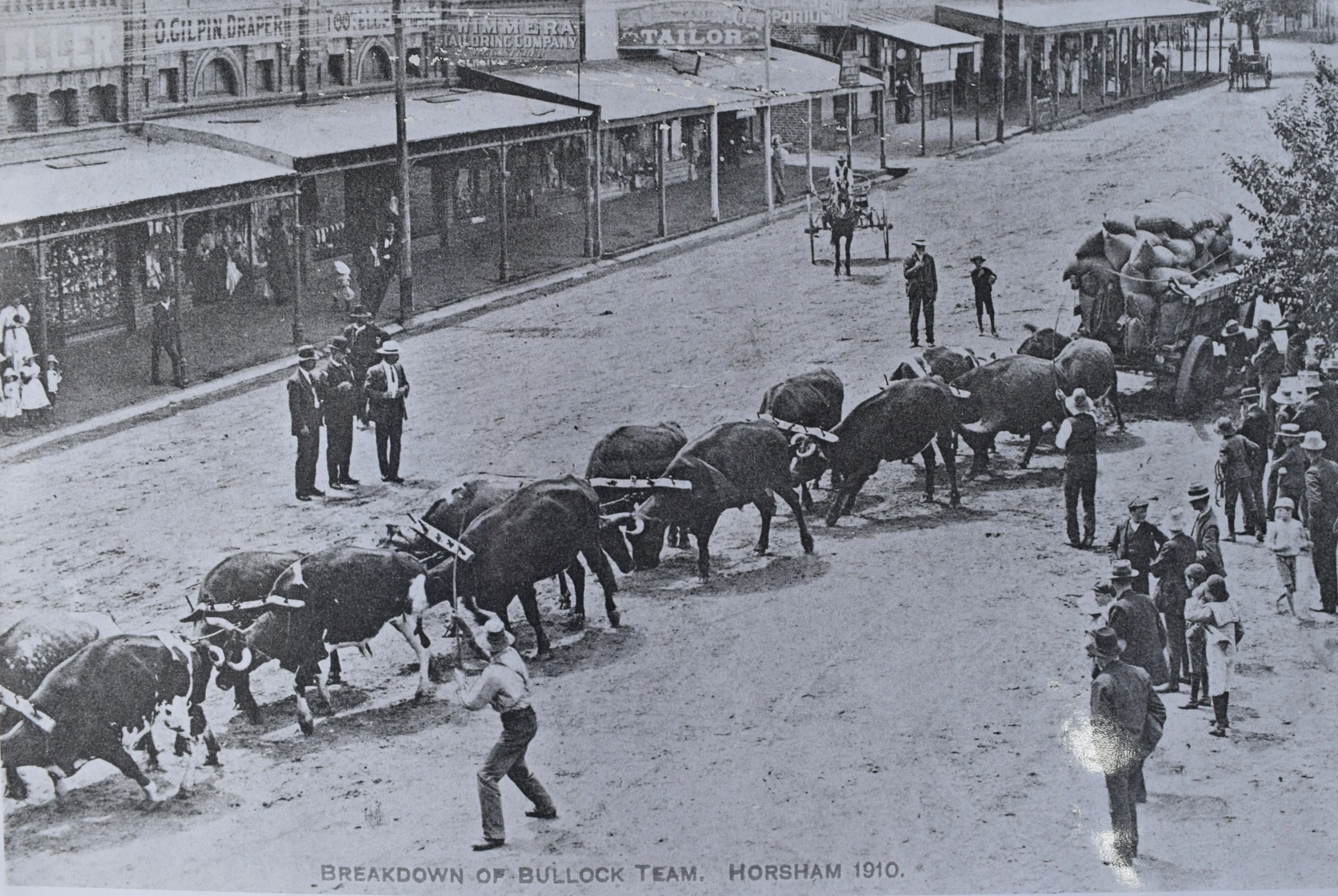 Bullock team.jpg