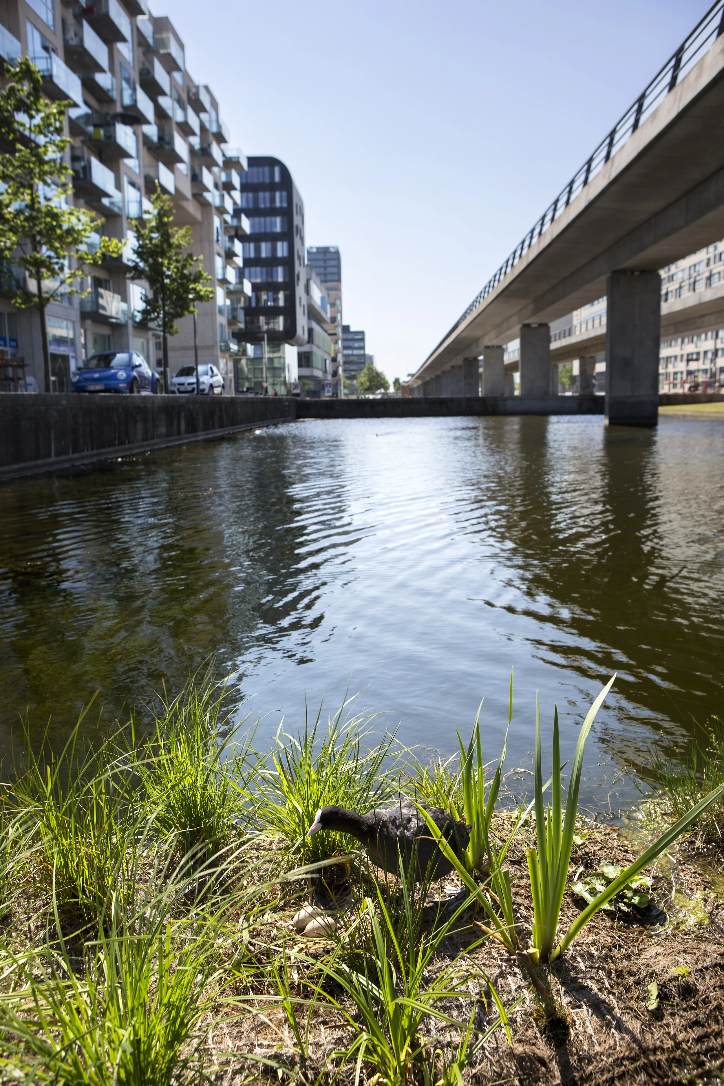 I Ørestad omdannes alger og ukrudt til frugtbar muld