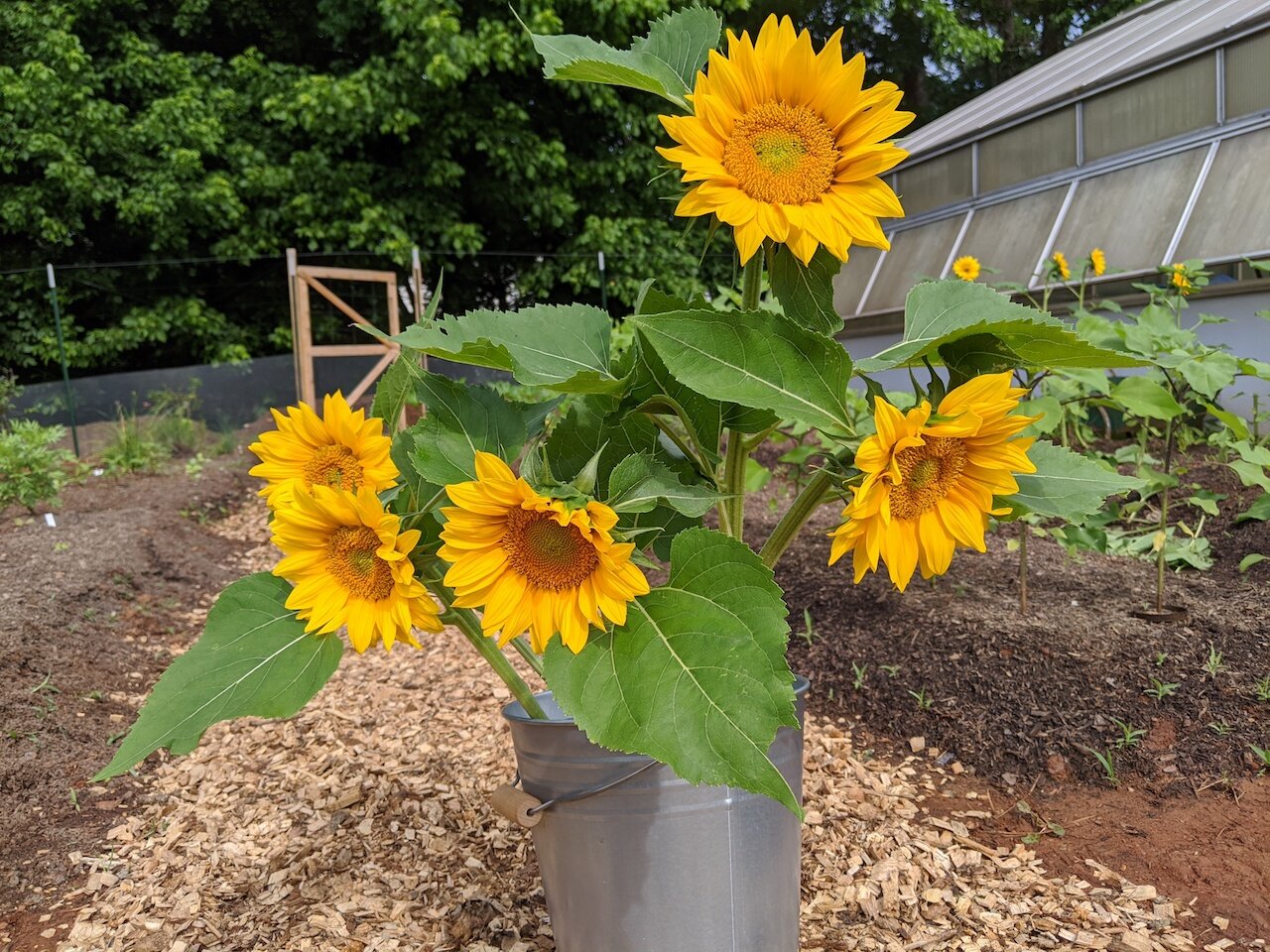 2006sunflower3.jpg