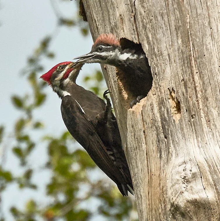 Will Husby: The Bowen Island Conservancy's Caring for Nature Initiative