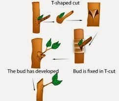 Plant Propagation
