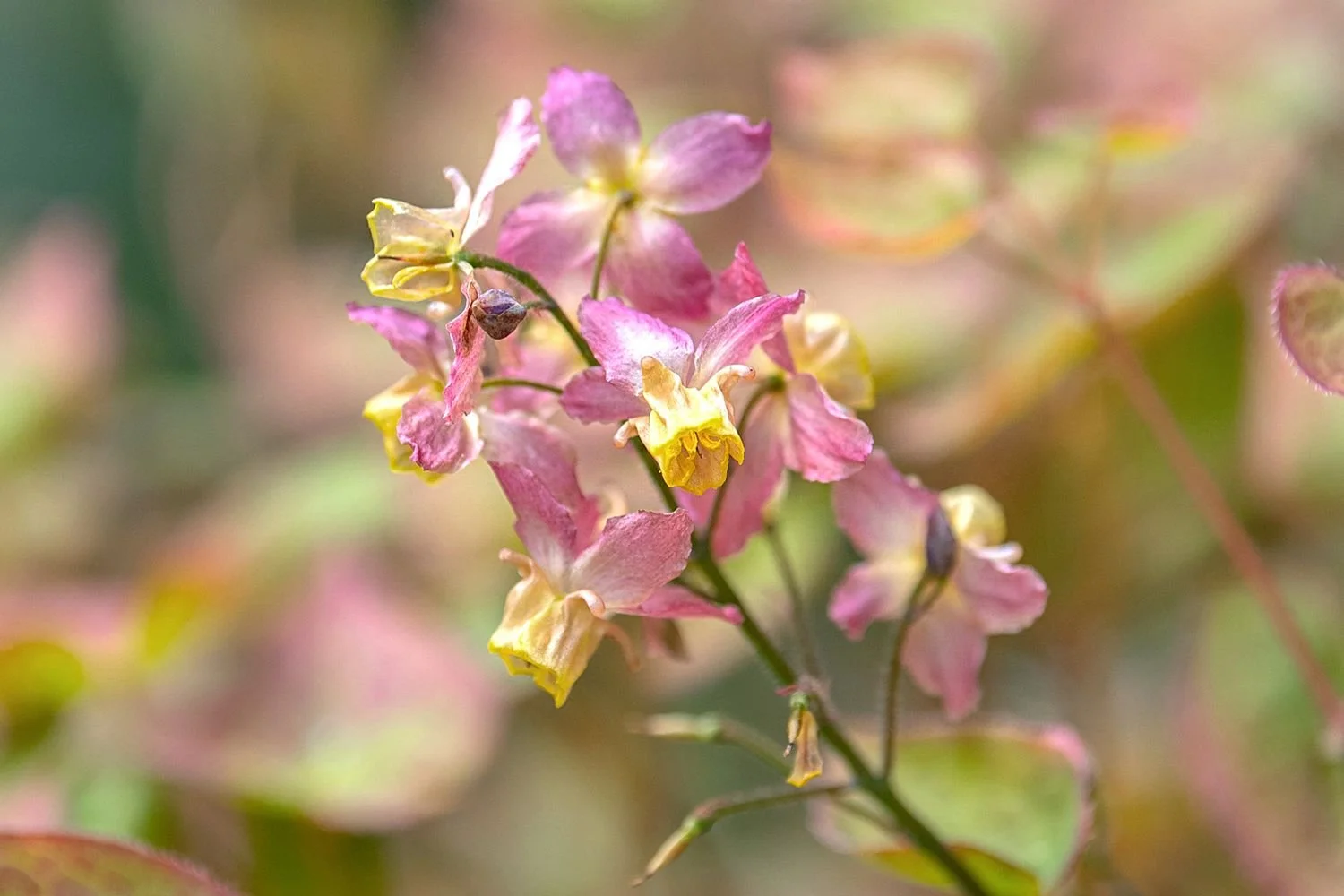 Epimedium Talk By Philip MacDougall
